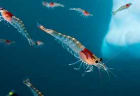 跨境進(jìn)口保健品魚油OUT了?磷蝦油成為進(jìn)口保健品市場紅利新寵