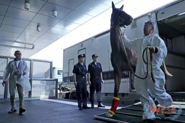 廣州海關(guān)：推動粵港澳跨境物流通道“物暢其流”-貨之家