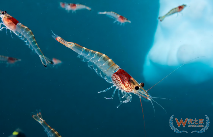 跨境進(jìn)口保健品魚油OUT了？磷蝦油成為進(jìn)口保健品市場(chǎng)紅利新寵